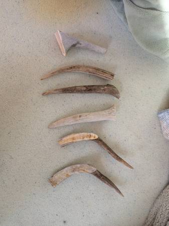 6 Deer antler dog chews 1