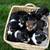 Beagle pups 2 thumbnail