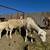 Sheep and goats for sale 2 thumbnail