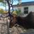 Elk mount 1 thumbnail