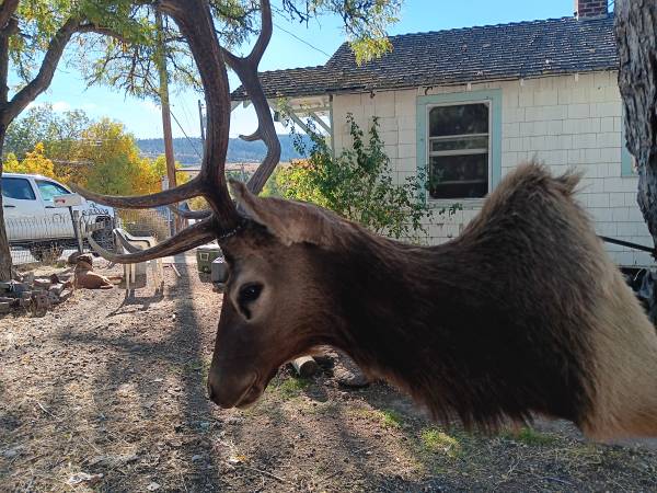 Elk mount 1