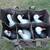 12 Avery Floating Snow Goose and Blue Goose Decoys 4 thumbnail