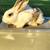 Meat rabbits 2 thumbnail