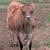 Jersey steers 1 thumbnail
