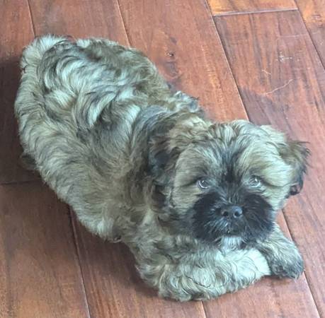 Rehoming de un Shorkie macho (Delavan)63882278198401121