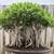 bonsai 11 thumbnail