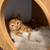 Tabby orange kitten 1 thumbnail