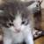 Kittens. 3 thumbnail