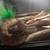 Red Tail Boa Snake 1 thumbnail