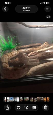 Red Tail Boa Snake 1