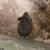 Female rabbit 1 thumbnail