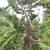 Big Tree Nursery 10 thumbnail