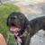 Cane corso mix 1 thumbnail