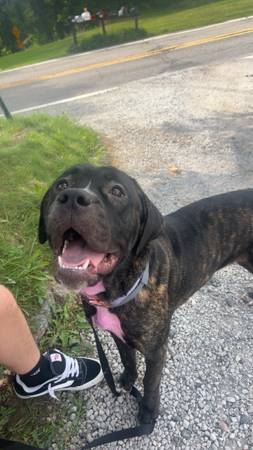 Cane corso mix 1