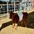 Belted Galloway bull calf 4 thumbnail