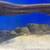 Fish - Goonch 3 thumbnail