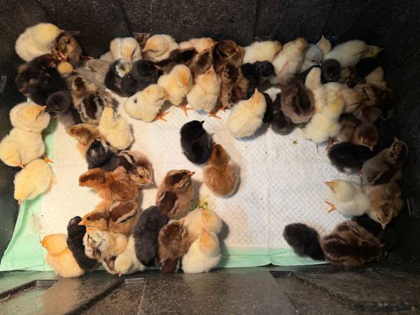 Chicks 🐣 1