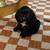 Cocker Spaniel Puppy 1 thumbnail