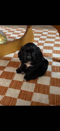 Cocker Spaniel Puppy 1