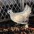 Chicks 1 thumbnail