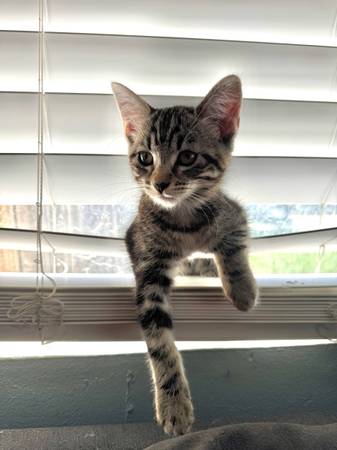 rehoming tabby kitten (Hanford)63695922405505120