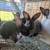 Rabbits 6 thumbnail