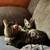 Bengal kittens 3 thumbnail