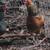 Easter Egger Trio 1 thumbnail