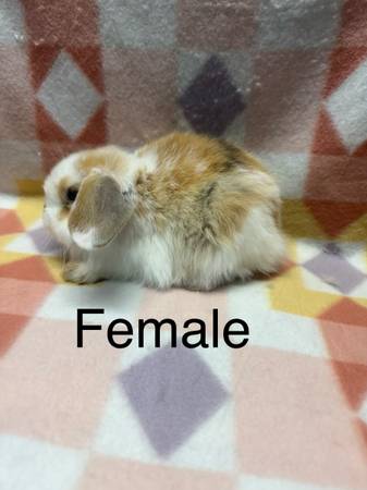 Bunnies 1