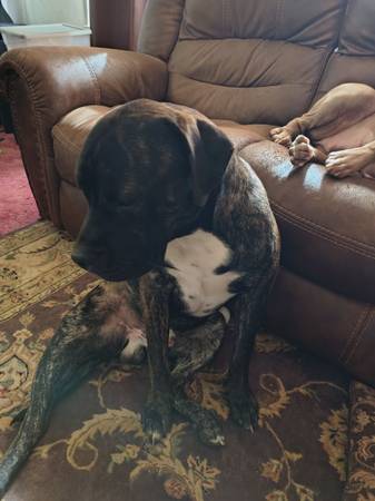 Mascota gratuita (Pasco)