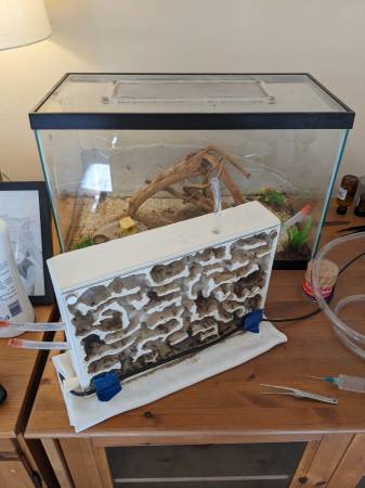 Formicarium ("ant farm") with large colony of Desert Long-Legged Ants (millbrae)63861462699395120