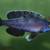 Cyprichromis Species Cape Tembwe Speckleback Rainbow 6 thumbnail