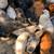 Roosters and hens 1 thumbnail