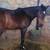 4 sale horse 7 thumbnail