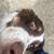 Australian shepherd 1 thumbnail