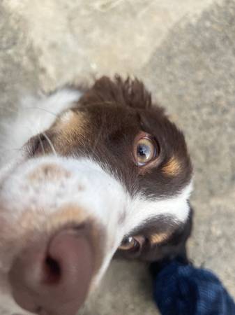 Australian shepherd 1