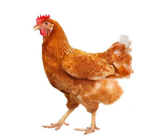 Started Pullets/Young Laying Hens 1