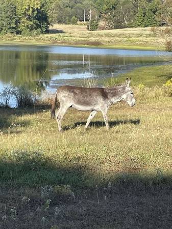 Spotted varnished grey/red roan Jerusalem stud donkey 1