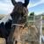 Paint mare 3 thumbnail