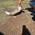 Friendly goose 3 thumbnail