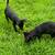 Puppies 4 thumbnail