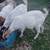 Boer DoeGoats 5 thumbnail