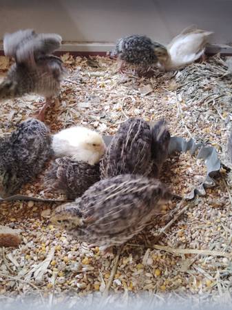 Jumbo Coturnix Quail 1