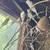 parakeets 3 thumbnail