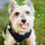 STATEN ISLAND DOG WALKING AND PET SITTING 2 thumbnail