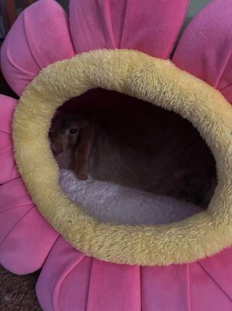Long haired bunny looking for a experienced owner 1