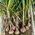 GARLIC-FOR PLANTING OR EATING (cured) 4 thumbnail