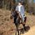 Registered tennessee walker 7 thumbnail