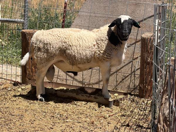 Dorper sheep 1