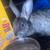 Rabbits 2 thumbnail